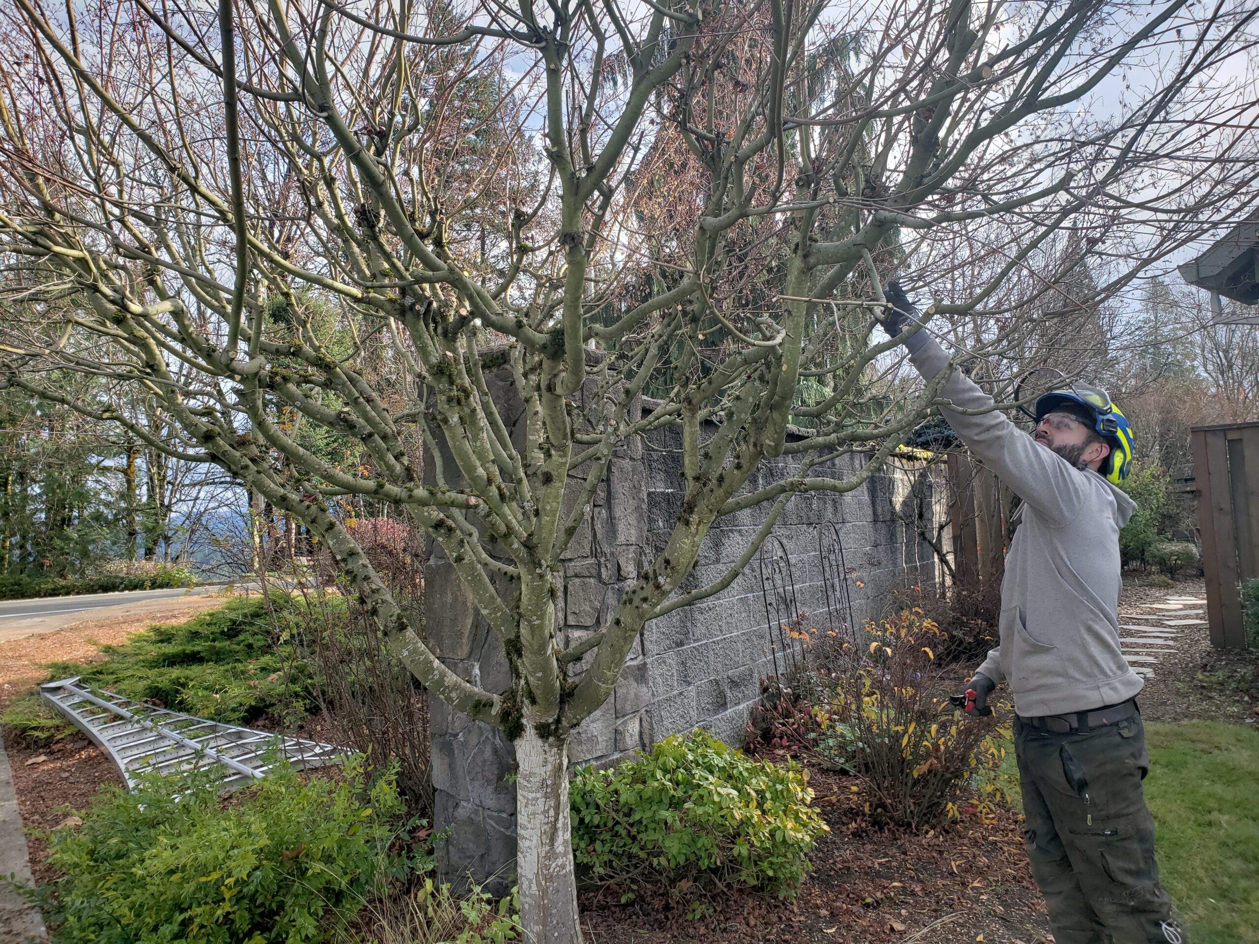Smart Tree Service provides welches tree trimming service